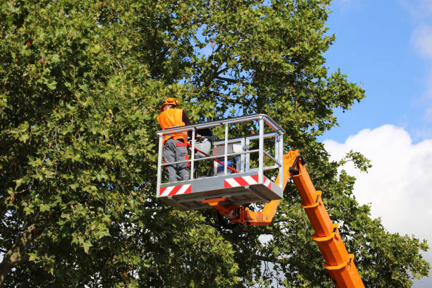 Trusted Roseville, CA  Tree Services Experts