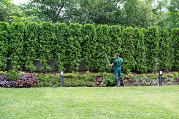 Lawn Drainage Solutions in Roseville, CA