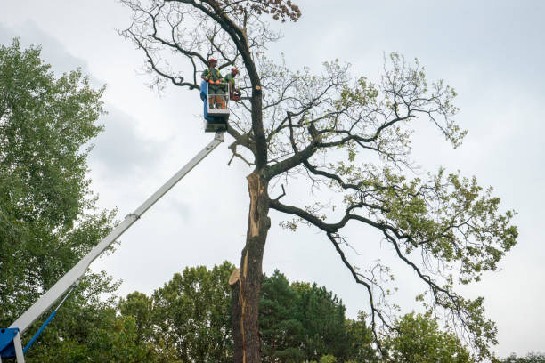 Best Storm Damage Tree Cleanup  in Roseville, CA