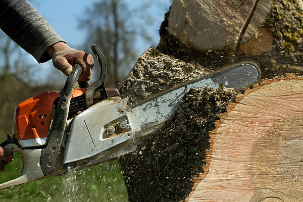 How Our Tree Care Process Works  in  Roseville, CA